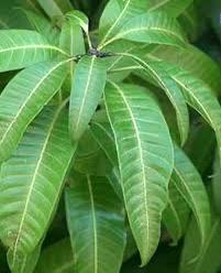 Spritual Leaves And Fruits